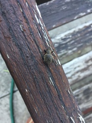 Otiorhynchus armadillo