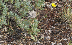 Colias aurorina
