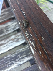 Otiorhynchus armadillo