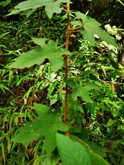 Rubus reflexus