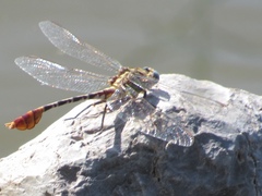 Dromogomphus
