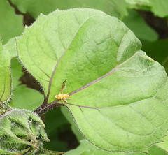 Strauzia longipennis