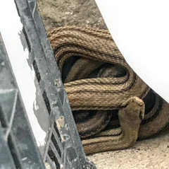 Elaphe quatuorlineata