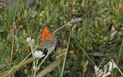 Lycaena candens