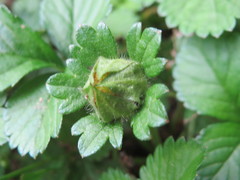 Potentilla indica