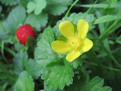 Potentilla indica