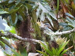 Ochthoeca rufipectoralis