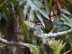 Ochthoeca rufipectoralis