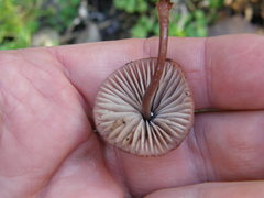 Mycena mariae