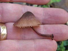 Mycena mariae