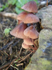 Mycena mariae