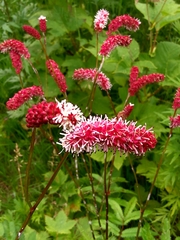 Sanguisorba tenuifolia