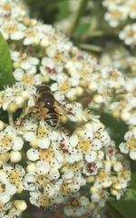 Eristalis horticola