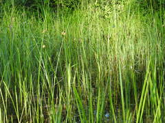 Schoenoplectus torreyi