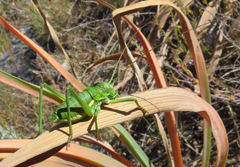 Uromenus brevicollis