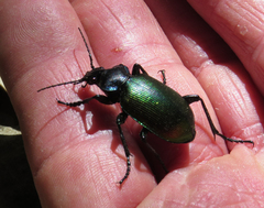 Calosoma sycophanta