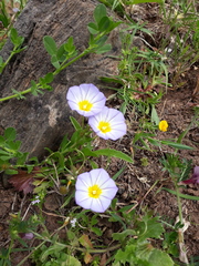 Convolvulus meonanthus