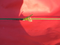 Schoenoplectus torreyi