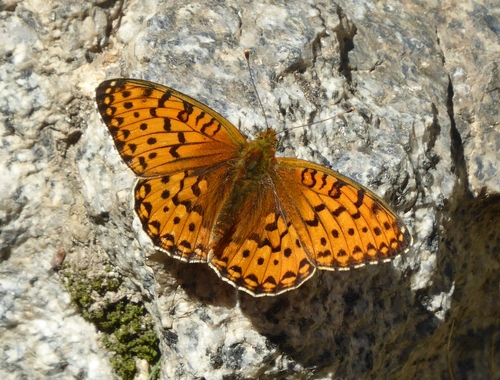 Dark Green Fritillary