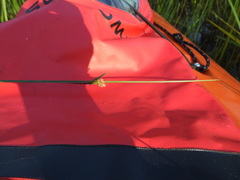 Schoenoplectus torreyi