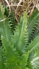 Eryngium serra
