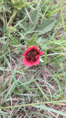 Potentilla thurberi