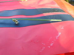 Schoenoplectus torreyi