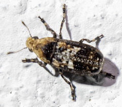 Euparius paganus