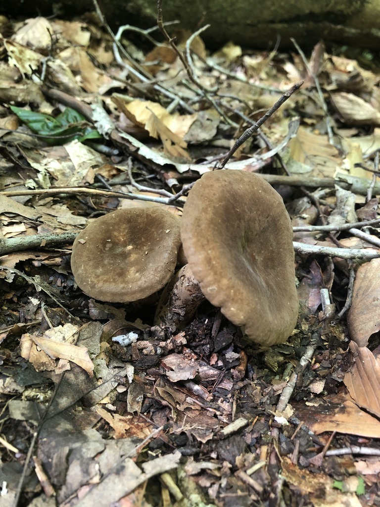 Lactifluus sp. 'gerardii-IN24'