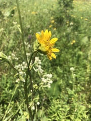 Silphium terebinthinaceum