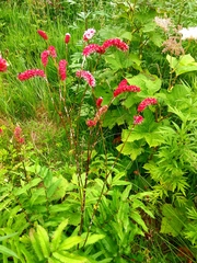 Sanguisorba tenuifolia
