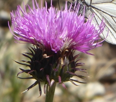 Carduus nigrescens