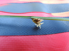 Schoenoplectus torreyi