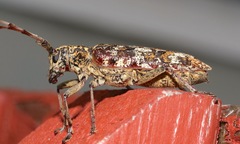 Monochamus marmorator