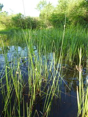 Schoenoplectus torreyi