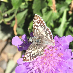 Burnsius communis