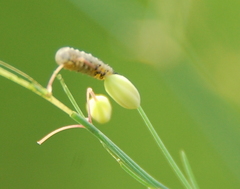 Crioceris asparagi