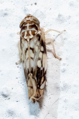 Scaphoideus obtusus