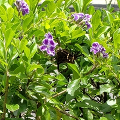 Eudamini