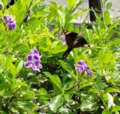 Eudamini