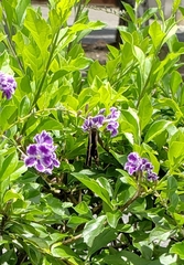 Eudamini