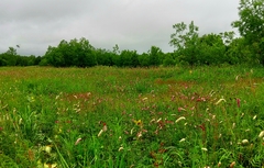 Sanguisorba tenuifolia
