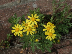 Senecio squalidus