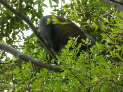 Cercopithecus mitis monoides