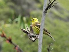 Emberiza citrinella caliginosa