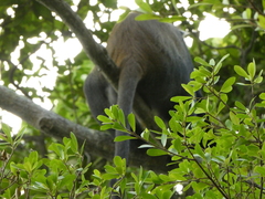 Cercopithecus mitis monoides