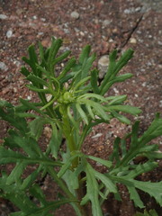 Senecio squalidus