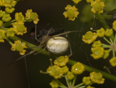 Enoplognatha ovata