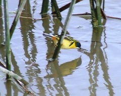 Tachuris rubrigastra