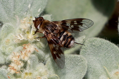 Thyridanthrax nugator